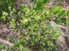 Pharnaceum microphyllum