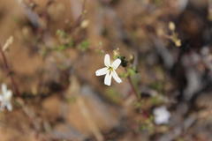 Jamesbrittenia filicaulis