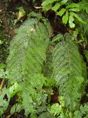 Asplenium hypomelas