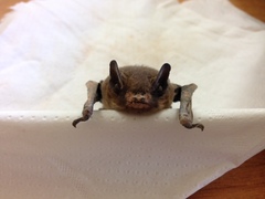 Pipistrellus kuhlii