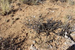 Jamesbrittenia filicaulis