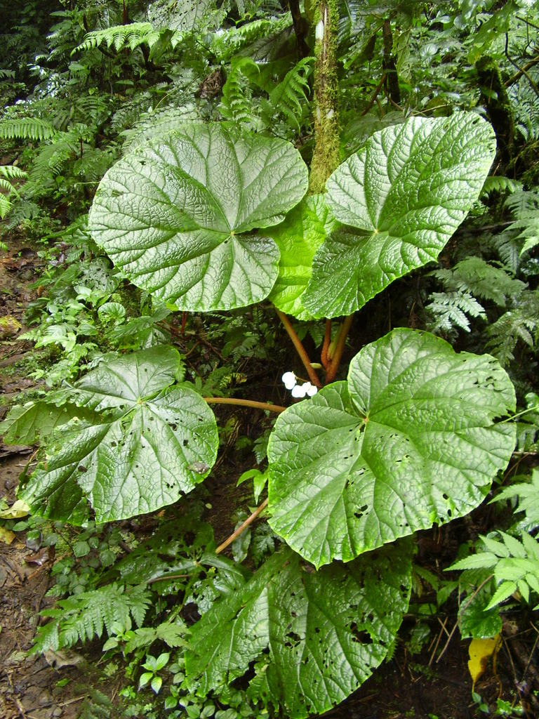 Begonia baccata