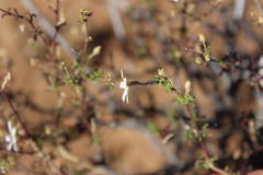 Jamesbrittenia filicaulis