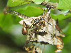 Mischocyttarus angulatus