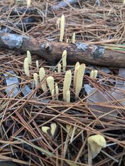 Clavariadelphus ligula