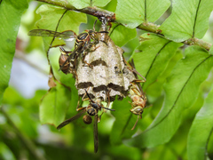 Mischocyttarus angulatus