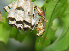 Mischocyttarus angulatus