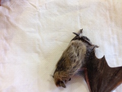 Pipistrellus kuhlii