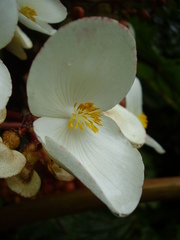 Begonia baccata