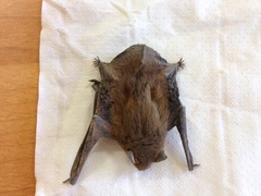 Pipistrellus kuhlii