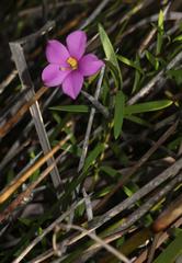 Chironia decumbens