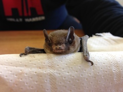 Pipistrellus kuhlii