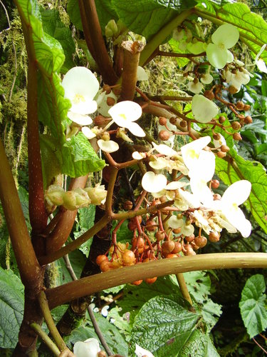 Image of Begonia baccata by no rights reserved