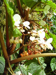 Begonia baccata