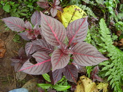 Iresine diffusa herbstii