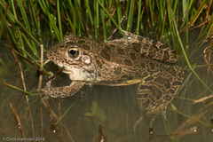 Lithobates areolatus