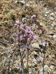 Limonium suffruticosum