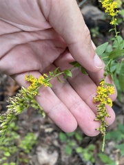 Solidago ulmifolia palmeri