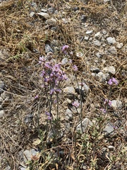 Limonium suffruticosum
