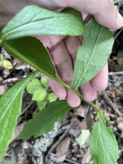 Solidago ulmifolia palmeri