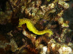 Hippocampus comes