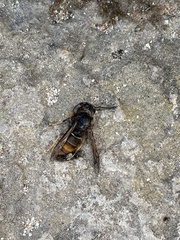 Vespa velutina