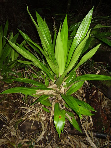 Dracaena arborea, photograph 2