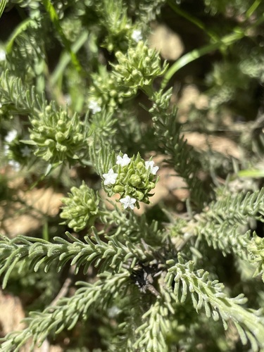 Image of Thesium pubescens by (c) Matt Berger, some rights reserved (CC BY)