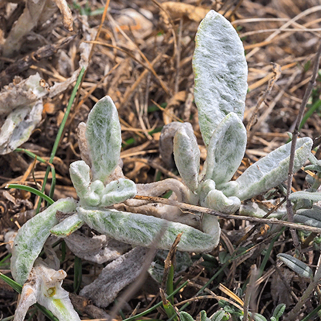 Image of Sideritis italica by (c) Golfopolikayak, some rights reserved (CC BY)