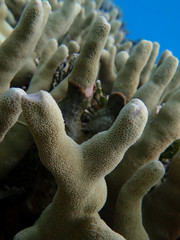 Porites cylindrica