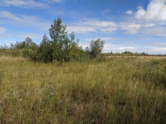 Muhlenbergia andina