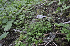 Galium rotundifolium