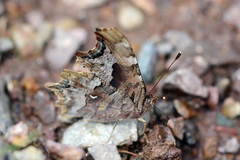 Polygonia interposita