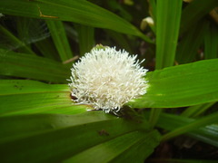 Mapania ferruginea