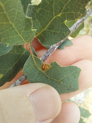 Neuroterus saltatorius