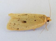 Clepsis anderslaneyii