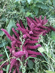 Amaranthus hypochondriacus