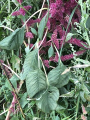Amaranthus hypochondriacus
