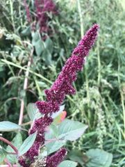 Amaranthus hypochondriacus