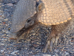 Big Hairy Armadillo photo 2