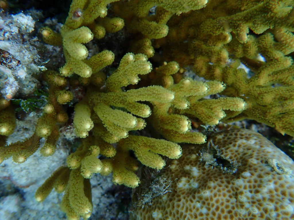 Golden sea fan