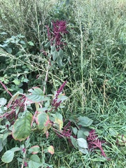 Amaranthus hypochondriacus