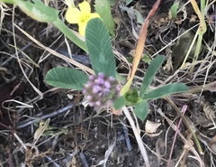 Trifolium ciliolatum