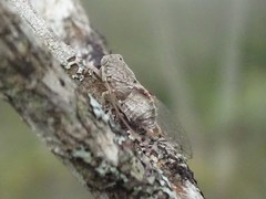 Calyria