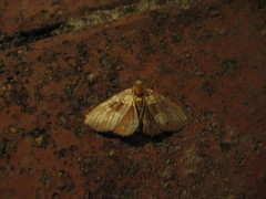 Saroba pustulifera
