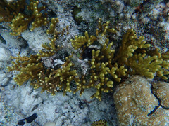 Isis hippuris