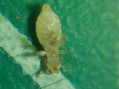 Trogium pulsatorium