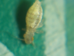 Trogium pulsatorium