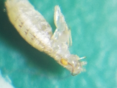 Trogium pulsatorium