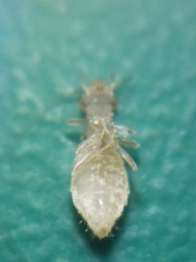 Trogium pulsatorium